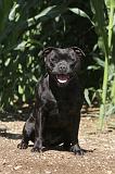 STAFFIE 012